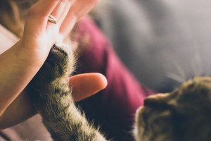 Physiotherapie für Tiere in Augsburg: Katze gibt Pfote