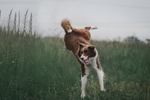 Physiotherapie für Tiere in Augsburg: weißbrauner Hund spielt