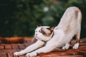 Dorntherapie: weiße Katze streckt sich