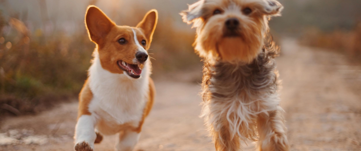 Physiotherapie für Tiere in Augsburg für Kleintiere: zwei kleine Hunde laufen